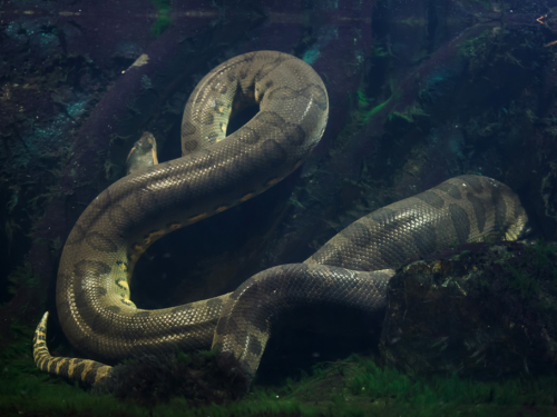 6公尺巨蛇張血盆大口 男主動被吞 曝恐怖體驗：好黑