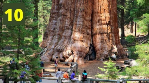 10顆世界上最巨大的神木