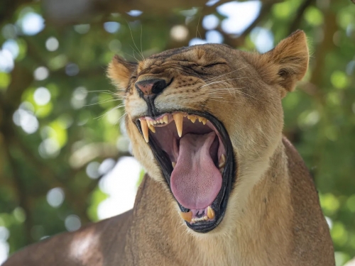 為什麼動物不用刷牙？