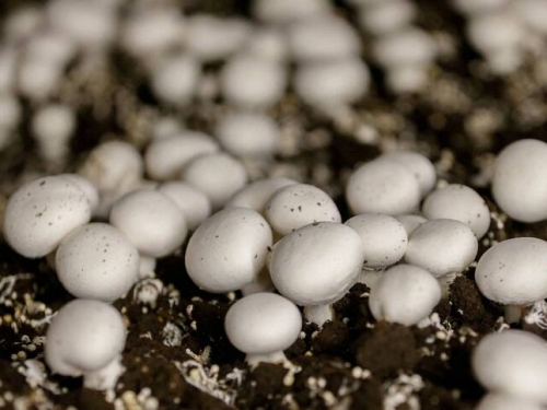 奇葩！ 現代版「銀針試毒」 他將蘑菇、銀手鐲一起煮吃完洗胃