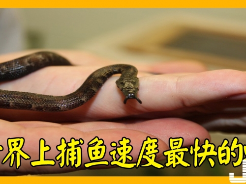 世界上捕魚速度最快的蛇，釣魚蛇狩獵僅需0 001秒