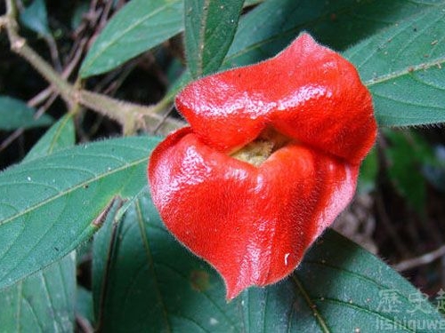 世界上最需要“吻”的植物