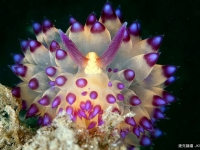海底神奇生物：色彩繽紛外形驚艷