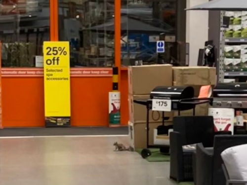 商店防盜鈴響起警方前往抓賊 一看傻眼：是松鼠在犯案