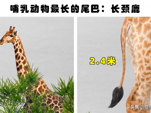 這個世界上的10個最大、最快和其他最多的東西的極端相比