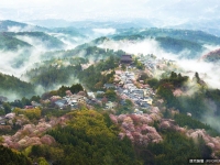 美麗的日本賞櫻照片