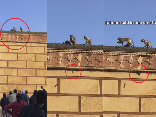 iPhone突遭印度猴子劫持！ 遊客最後靠「以物易物」成功換回