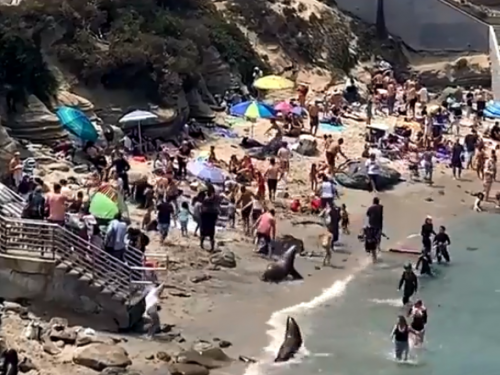 海獅「牙起來」爭交配 海灘遊客四散潰逃影片曝光