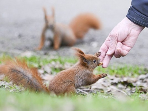 研究發現 餵食野生動物會破壞其社會結構