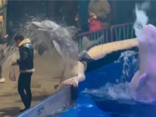 男子海洋館偷抽菸 惹怒白鯨「躍出水面噴水」滅火 網讚：另類消防員