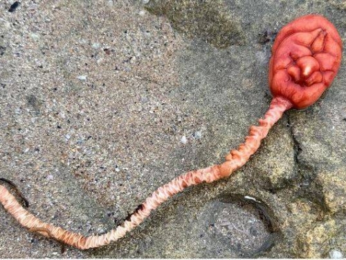 澳洲海灘驚見超詭異生物 網驚呼「外星生命出現了」！