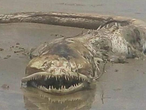 墨西哥海灘驚見海怪出沒 「裂嘴尖齒」擁巨型魚尾