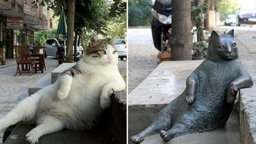 貓咪天堂：不是只有日本 來看下土耳其的伊斯坦布爾這座貓城