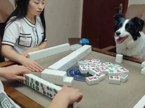 邊境牧羊犬上桌打麻將！下秒狂叫：我胡了
