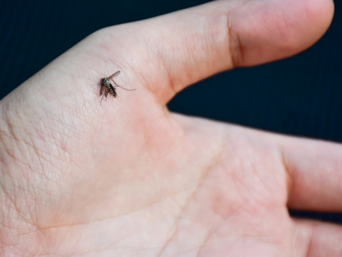 打蚊子老是揮空？達人教1手勢 命中率激增