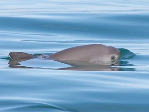 小頭鼠海豚寶寶帶來一線希望！ IWC發布70年來第一個滅絕警告籲100%禁刺網