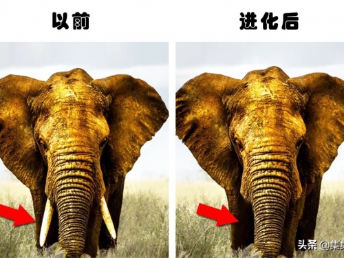 人類的過錯：因為人類的行為，而被迫進化的5種動物