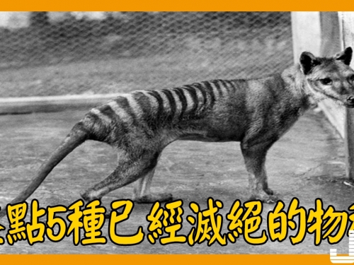盤點5種已經滅絕的物種，第3種可能依然存在