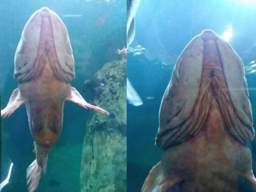 嚇壞！她逛水族館...驚見遠方遊來「巨大男性生殖器」