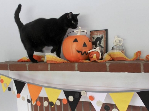 萬聖節限定！西班牙城市「禁止領養黑貓」背後原因曝光