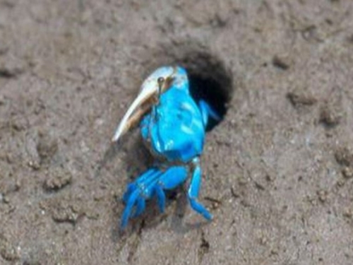 不可思議！神秘生物驚現大陸海灘