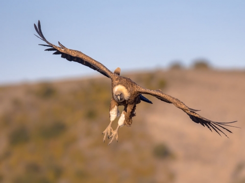 體驗滑翔傘 突遇超巨猛禽搭便車 上帝視角曝