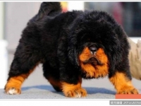 世界上最稀有的狗狗品種，這些你都認識嗎？