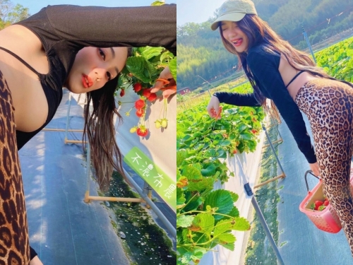 這樣採草莓可以嗎？「布農族的美尻正妹」火辣出遊，「飽滿南半球」角度好刺激