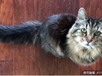 金氏紀錄掛保證 124歲「燈芯絨」是全球最高齡的貓！