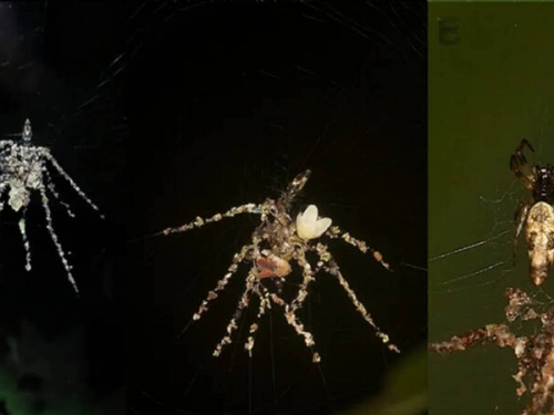 自製稻草人！這種蜘蛛太聰明 用垃圾做出「八腳替身」嚇退掠食者