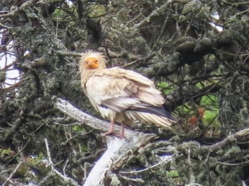 睽違150年！神鳥「埃及禿鷹」現身英國 專家：讓我滿足一整天