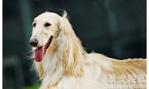 世界上智商最低的狗:阿富汗獵犬