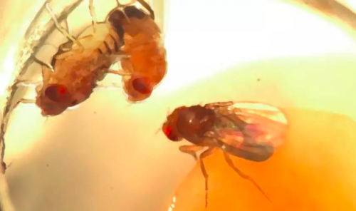 果蠅研究：在基因與環境因素之外，大腦線路的隨機變化可能也影響了個性