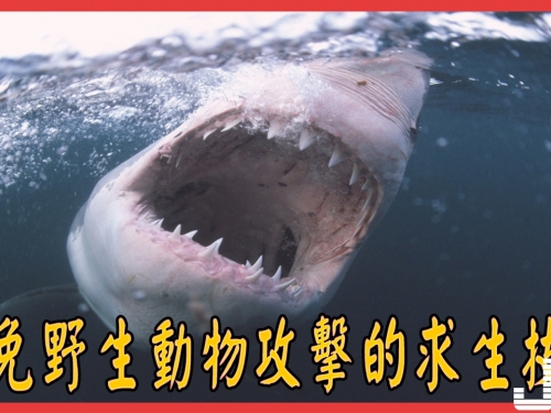 12個遇到野生動物攻擊的野外求生技巧！