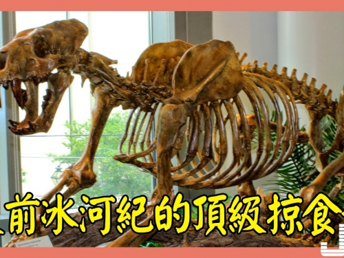 異劍齒虎，史前冰河紀的頂級掠食者