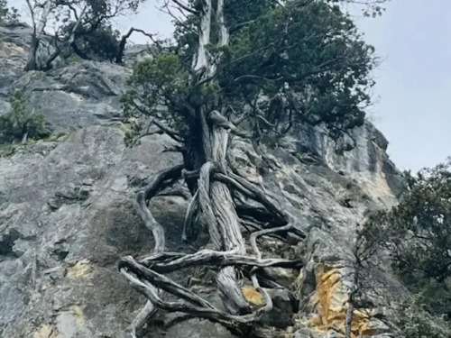 兒一看臉秒慘白！他撿到修長如雙腿奇特木頭