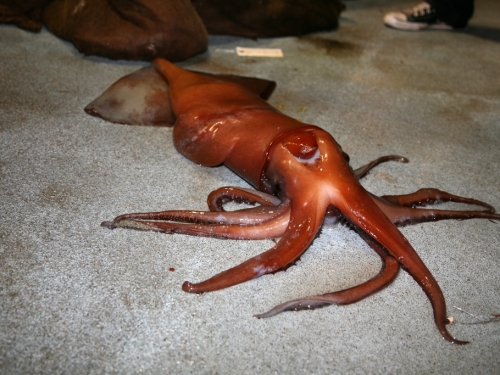 3公尺深海巨怪沖上岸 驚見活大王魷魚 專家直呼罕見