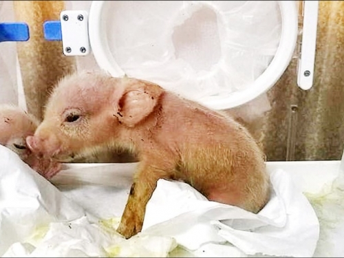 中國豬猴嵌合體 出生不到一週夭折