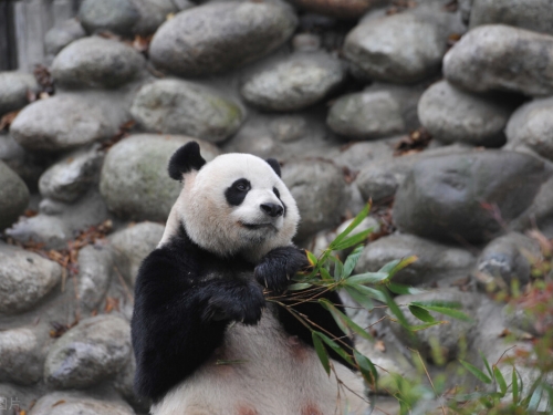 全世界最珍稀哺乳動物，擁有10億年歷史，卻被近代中國視為不祥