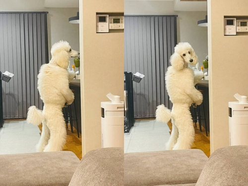 超像人扮的！長腿貴賓犬「站著」找零食 網：快把布偶裝脫了