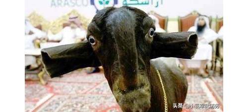 世界上最醜的山羊，丑到認不出是一隻山羊，卻賣到45萬元一隻！