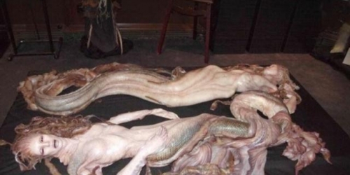 科學家找到了「美人魚」存在的證據！原來真相是...