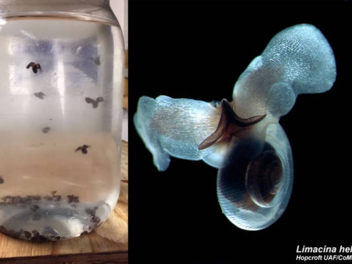 南極超萌海洋生物曝光：長翅膀的珍珠奶茶