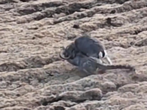 岩羊落雪豹口奮力拖行 無人機拍下生死瞬間！結局曝光