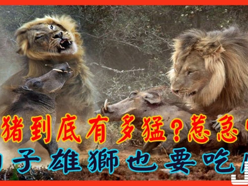 疣豬到底有多猛 惹急它豹子雄獅也要吃虧