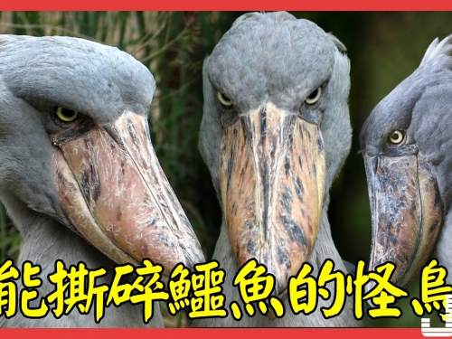 能撕碎鱷魚的怪鳥，體長1.5米，長得其丑無比！