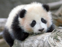 大家口中的《世界3大珍獸》你知道究竟是什麼動物嗎？