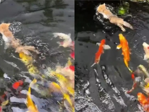 小橘貓遭魚群包抄狂追！9秒片網驚：原來會游泳