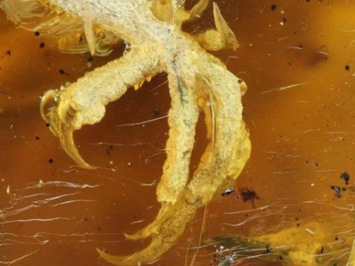 牠曾在恐龍的時代飛翔！羽毛、鳥爪、皮膚依稀可見 緬甸琥珀發現1億年前的雛鳥屍體