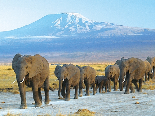 今天的地球，正在重複3.6億年前「物種大滅絕」